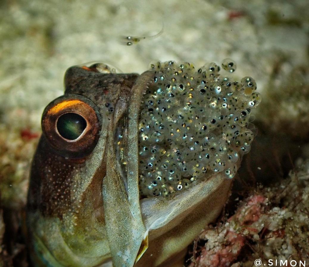 K2 Lembeh Dive Resort Bitung Exterior photo