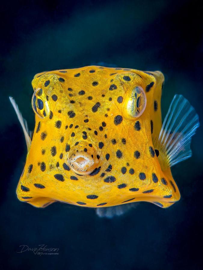 K2 Lembeh Dive Resort Bitung Exterior photo