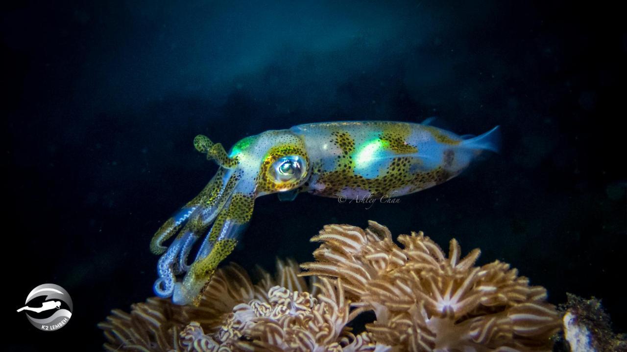 K2 Lembeh Dive Resort Bitung Exterior photo
